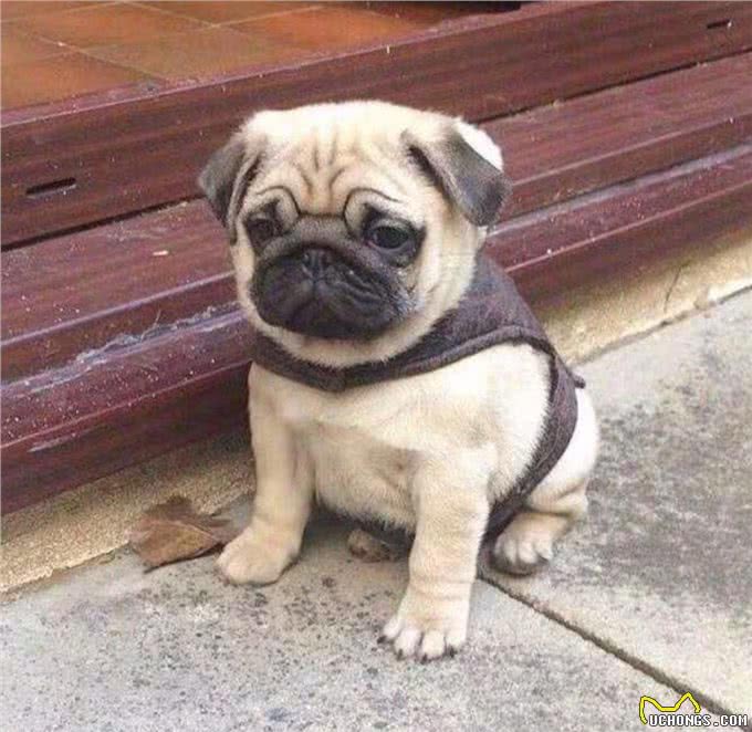 巴哥犬，太调皮，怎么办