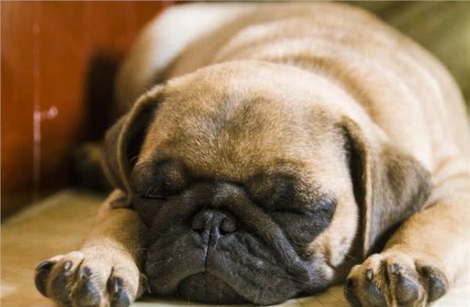 巴哥犬，太调皮，怎么办