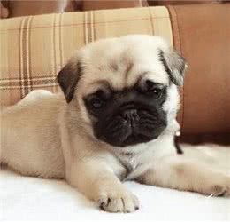 巴哥犬，太调皮，怎么办