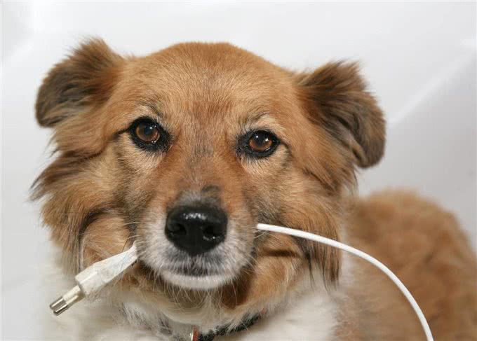 家中宠物总是啃咬家具怎么办?四种方法教你如何让宠物远离家具