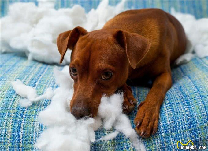 家中宠物总是啃咬家具怎么办?四种方法教你如何让宠物远离家具