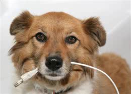 家中宠物总是啃咬家具怎么办?四种方法教你如何让宠物远离家具