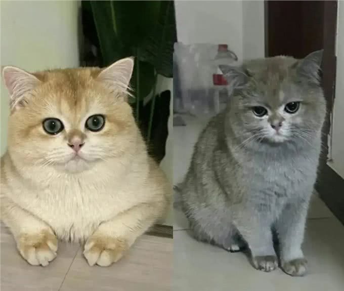 笑不活了!四川炸弹喵趁主人不在家,打开电磁炉导致爆炸!网友热议