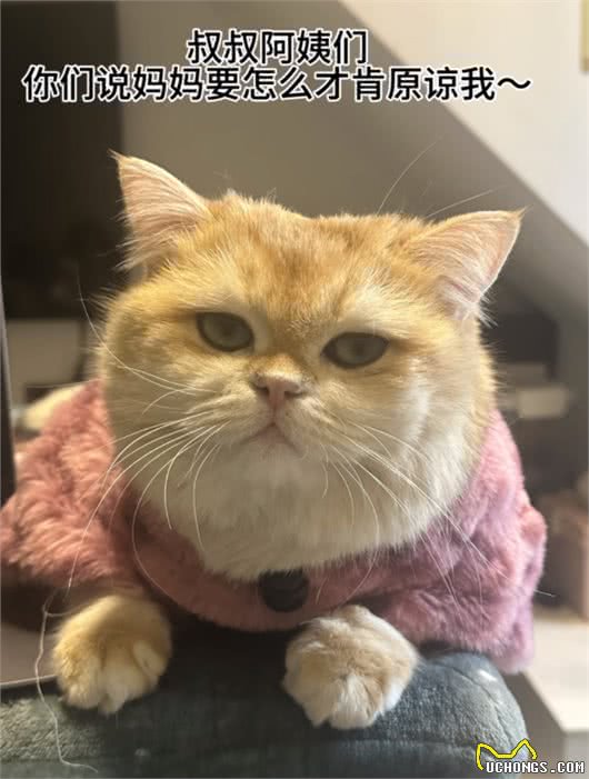 笑不活了!四川炸弹喵趁主人不在家,打开电磁炉导致爆炸!网友热议