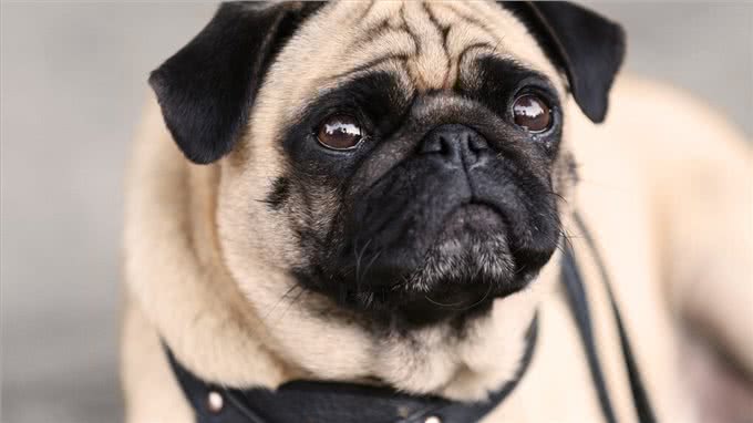 这些狗狗非常容易发胖，铲屎官们不可过度喂食