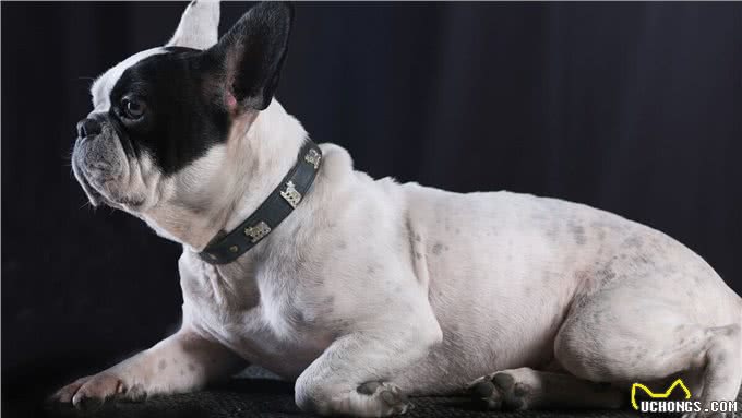 这些狗狗非常容易发胖，铲屎官们不可过度喂食