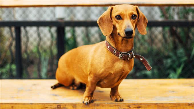 这些狗狗非常容易发胖，铲屎官们不可过度喂食