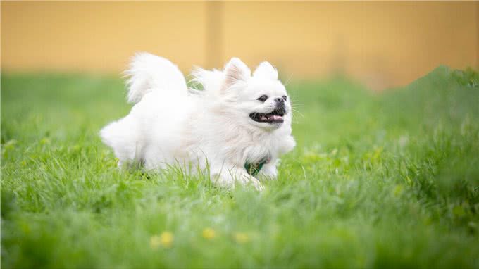 这些狗狗非常容易发胖，铲屎官们不可过度喂食