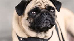 这些狗狗非常容易发胖，铲屎官们不可过度喂食