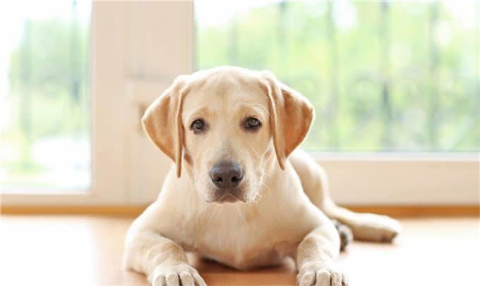 狗狗中的小骑士—拉布拉多