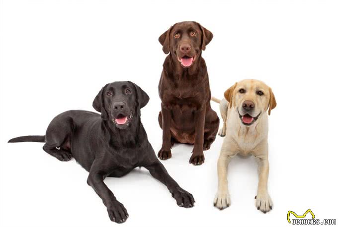 狗狗中的小骑士—拉布拉多