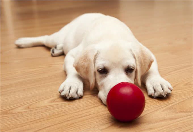 狗狗中的小骑士—拉布拉多