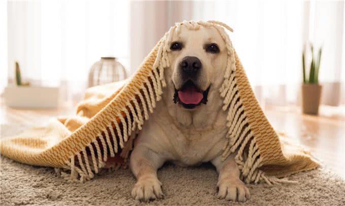 狗狗中的小骑士—拉布拉多