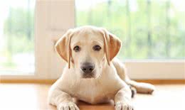 狗狗中的小骑士—拉布拉多