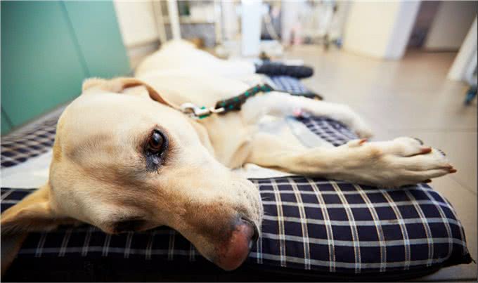 狗狗阉割要不要?