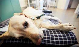 狗狗阉割要不要?