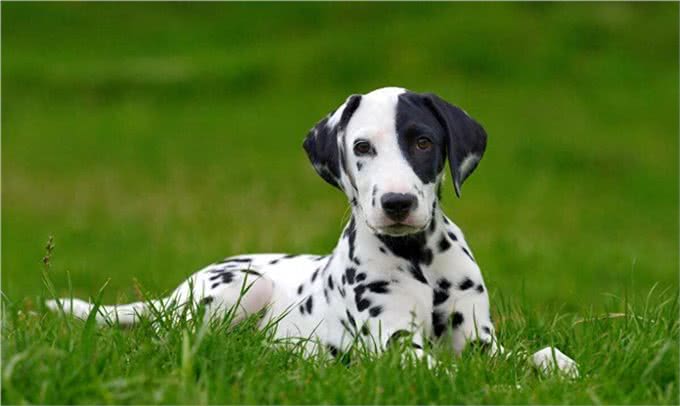 达尔马提亚犬就是斑点狗吗?