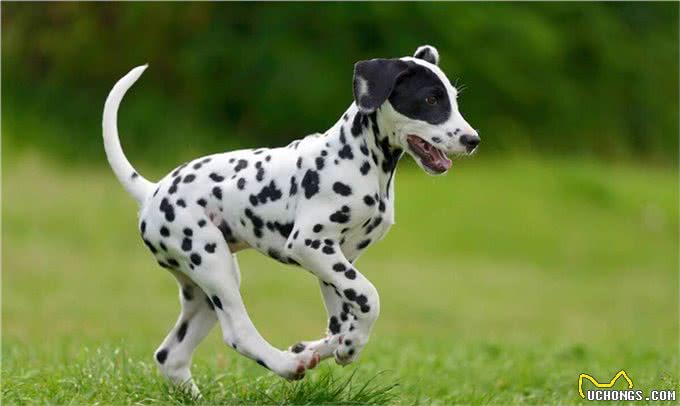 达尔马提亚犬就是斑点狗吗?