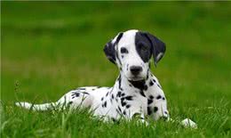 达尔马提亚犬就是斑点狗吗?