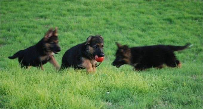 怎样才能挑选一只健康的狗?挑选狗狗有学问