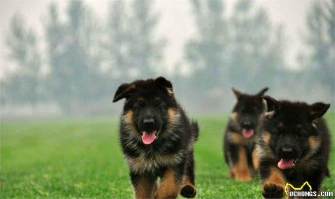 怎样才能挑选一只健康的狗?挑选狗狗有学问