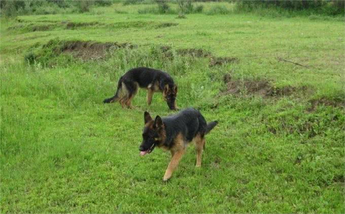 怎样才能挑选一只健康的狗?挑选狗狗有学问