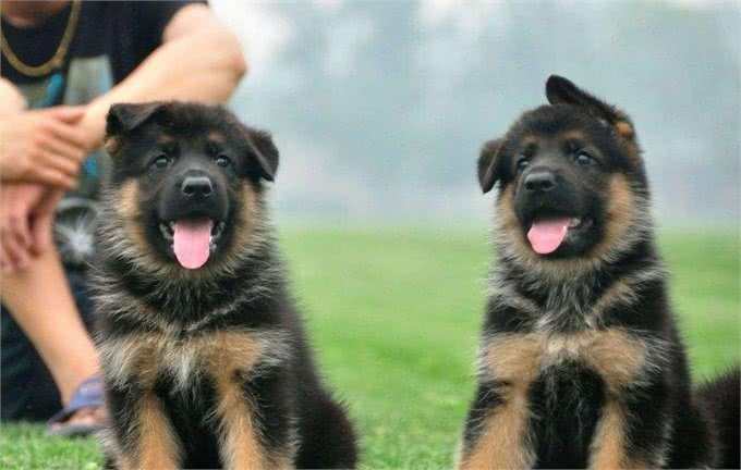 怎样才能挑选一只健康的狗?挑选狗狗有学问