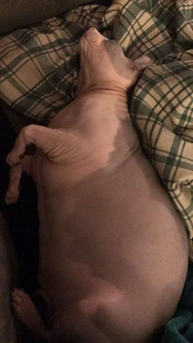 前主人不会养猫，把无毛猫养成猪，新主人花2年时间替它减肥