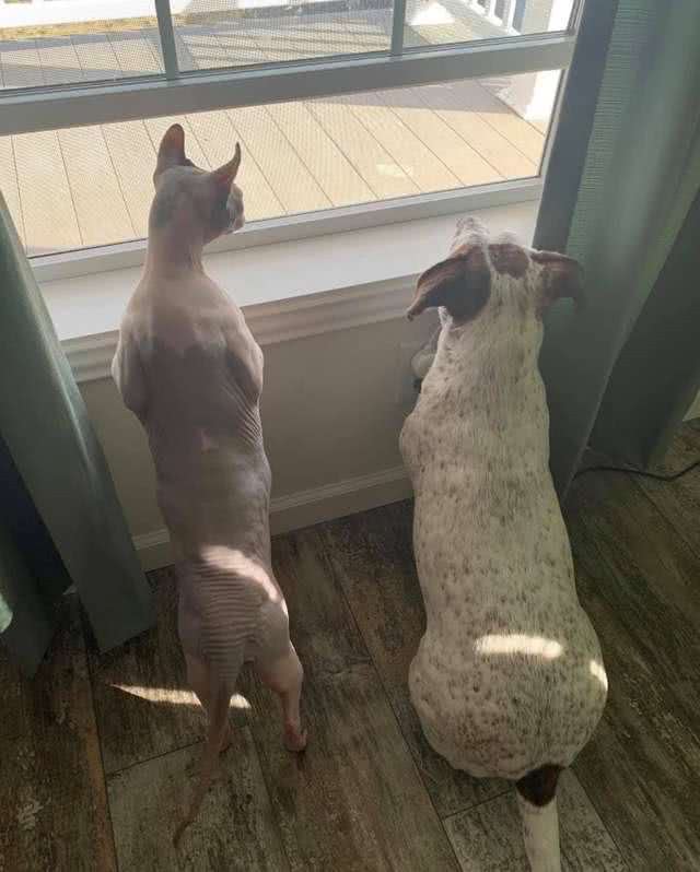 前主人不会养猫，把无毛猫养成猪，新主人花2年时间替它减肥