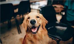 研究表明狗能闻出人的压力网友:嗅觉灵敏的人可以吗