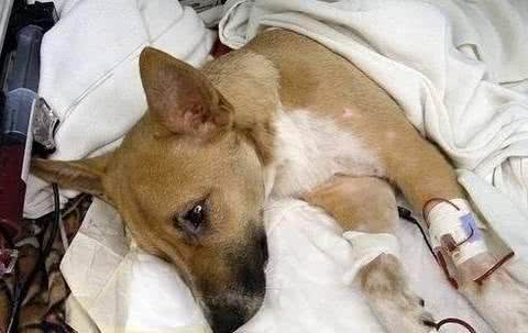 犬瘟热的病毒防治