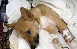 犬瘟热的病毒防治