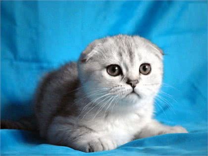 苏格兰折耳猫如何配种!配种需要注意哪些问题?