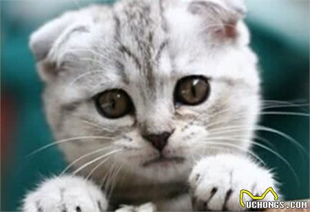 苏格兰折耳猫如何配种!配种需要注意哪些问题?