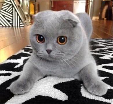 苏格兰折耳猫如何配种!配种需要注意哪些问题?