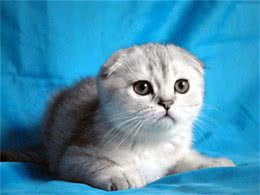 苏格兰折耳猫如何配种!配种需要注意哪些问题?