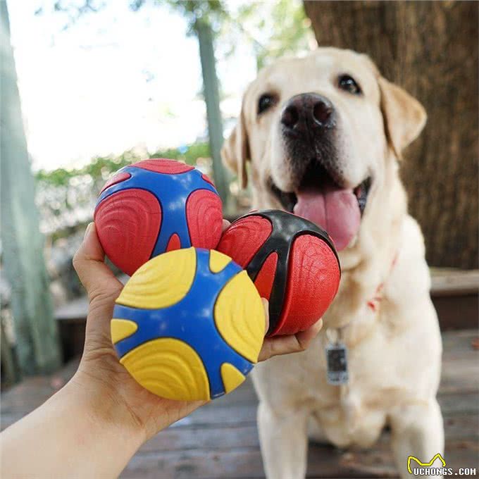 养狗后出现这7个病症，说明病得不轻