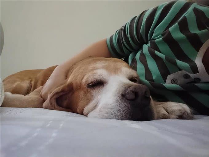 养狗后出现这7个病症，说明病得不轻