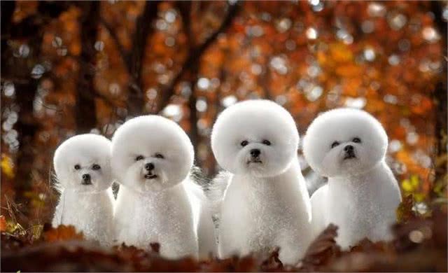 比熊一顿吃多少狗粮?要科学合理的喂养，这样才会让它更健康