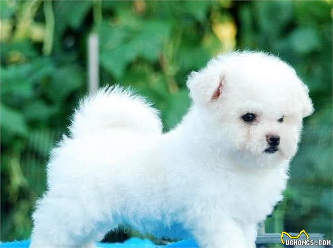 比熊一顿吃多少狗粮?要科学合理的喂养，这样才会让它更健康