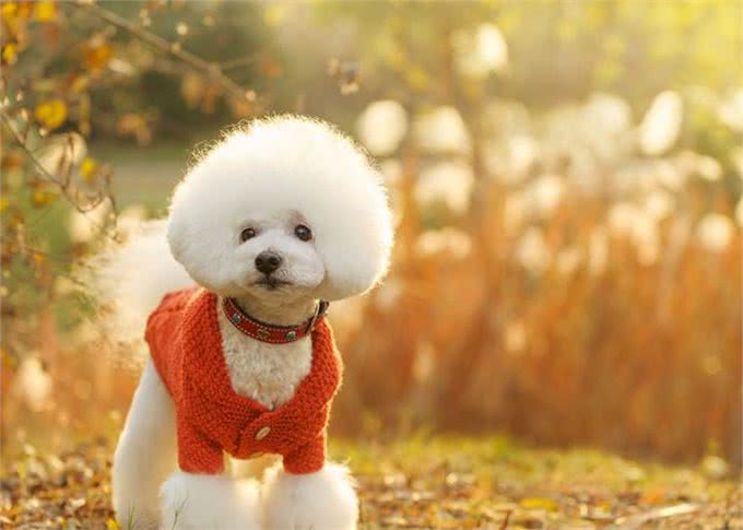 比熊一顿吃多少狗粮?要科学合理的喂养，这样才会让它更健康