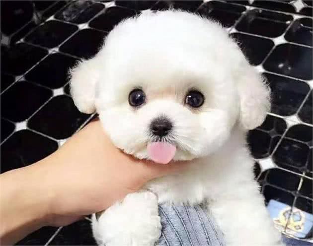 比熊一顿吃多少狗粮?要科学合理的喂养，这样才会让它更健康