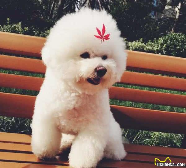 比熊一顿吃多少狗粮?要科学合理的喂养，这样才会让它更健康