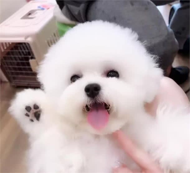 比熊一顿吃多少狗粮?要科学合理的喂养，这样才会让它更健康