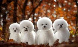 比熊一顿吃多少狗粮?要科学合理的喂养，这样才会让它更健康