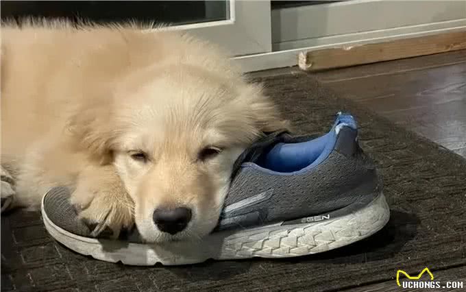 狗狗为什么总爱咬鞋子?它并不是恨主人，而是带着深深地依赖!