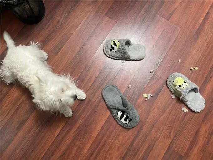 狗狗为什么总爱咬鞋子?它并不是恨主人，而是带着深深地依赖!