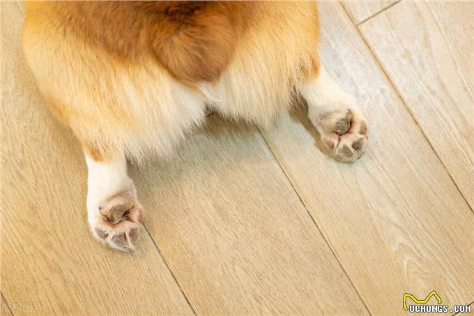 日常这样预防狗狗关节问题，让爱宠健康无忧!