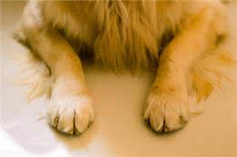 日常这样预防狗狗关节问题，让爱宠健康无忧!