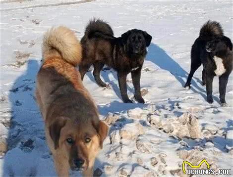 1狗能比10狗强，太行山猎人讲太行犬大虎的能耐，看到底有多厉害